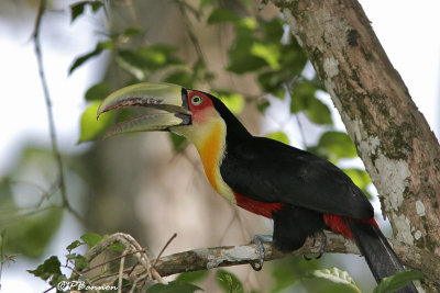 Red-breasted Toucan (Toucan  ventre rouge)