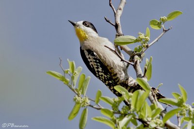 White-fronted Woodpecker (Pic des cactus)