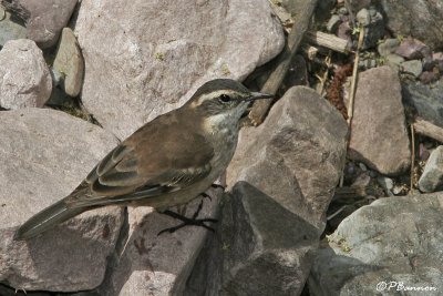 Bar-winged Cinclodes (Cinclode brun)