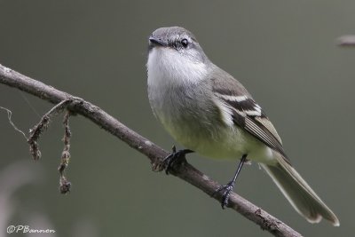 White-throated Tyrannulet (Tyranneau  gorge blanche)