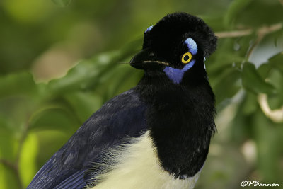 Plush-crested Jay (Geai acahé)