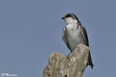White-rumped Swallow (Hirondelle  diadme)