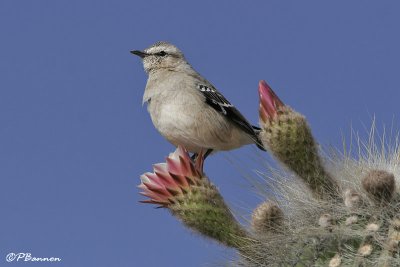Chalk-browed Mockingbird (Moqueur plomb)