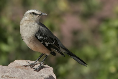 Patagonian Mockingbird (Moqueur de Patagonie)