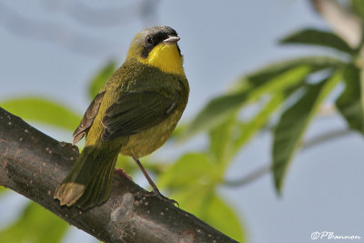 Masked Yellowthroat (Paruline quatoriale)