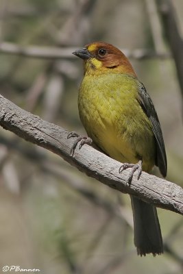Fulvous-headed Brush-Finch (Tohi  tte rousse)