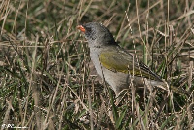 Great Pampa-Finch (Embernagre  cinq couleurs)