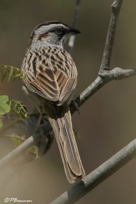Stripe-capped Sparrow (Bruant  calotte raye)