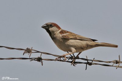 House Sparrow (Moineau domestique )
