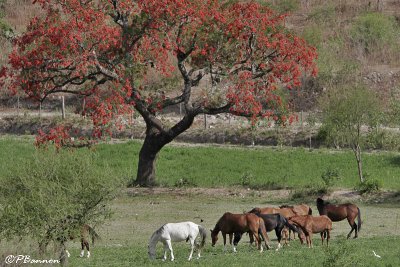 Erythrina, l'arbre-emblme de l'Argentine