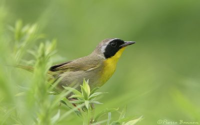Paruline masquée (Saint-Philippe-de-Laprairie, 20 juillet 2006)