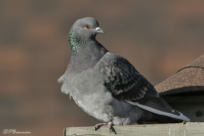 Pigeon biset (le Sainte-Hlne, 21 dcembre 2006)