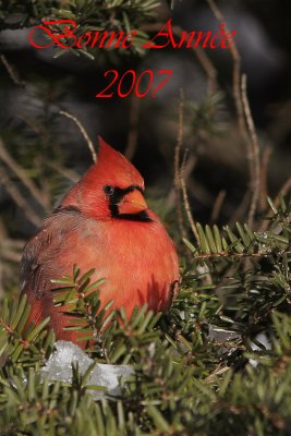 Cardinal rouge (le Sainte-Hlne, 29 dcembre 2006)
