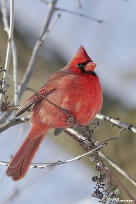 Cardinal rouge (le Sainte-Hlne, 16 janvier 2007)