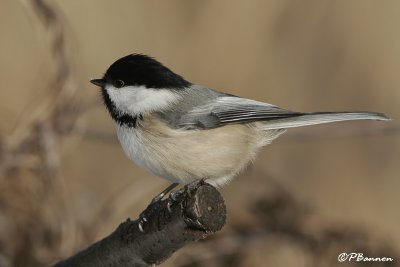 Mésange à tête noire (Châteauguay, 31 janvier 2007)