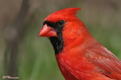 Cardinal rouge (Parc Summit, 21 avril 2006)