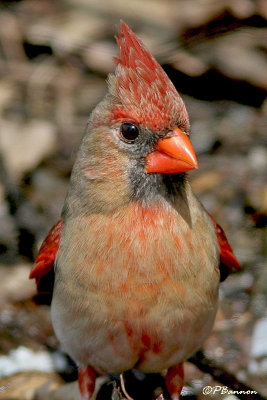 Cardinal rouge (Cimetire du Mont-Royal, 9 mai 2006)