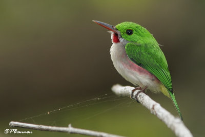 Les oiseaux de Punta Cana