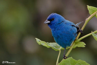 Passerin indigo (Parc Summit, 1er juillet 2007)