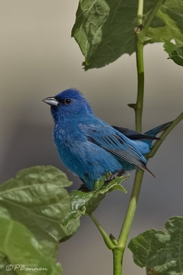 Les Passerins indigo du Mont-Royal (Mount-Royal Indigo Buntings)