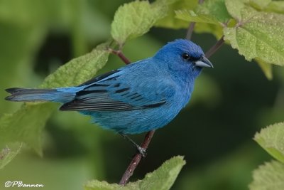 Indigo Bunting (Summit Park, 3 July 2007)