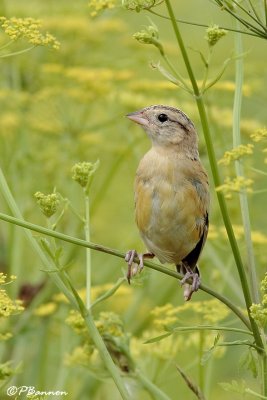 Goglu des prs (Mercier, 15 juillet 2007)