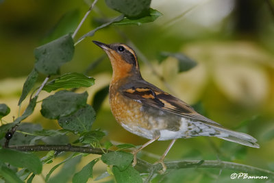 Grive  collier (Varied Thrush) (Parc Summit, 8 octobre 2007)