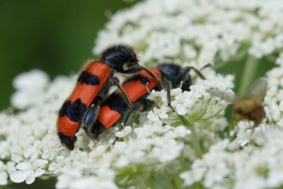 Trichodes apiarius - Gemeine Bienenkäfer (Bienenwolf) - bee beetle
