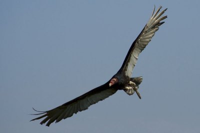 08160246www-mangl-at.jpg