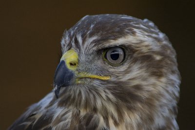 08160080www-mangl-at.jpg