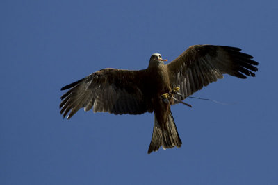 08160223www-mangl-at.jpg