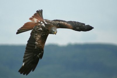 08170301www-mangl-at.jpg