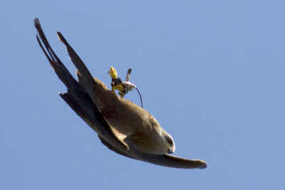 08160280www-mangl-at.jpg