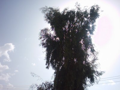 the tree that glows