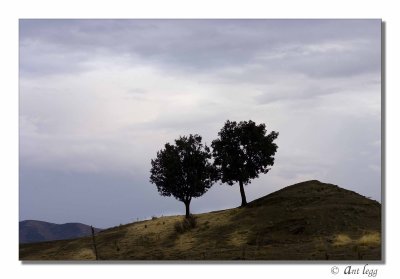 trees on a hill