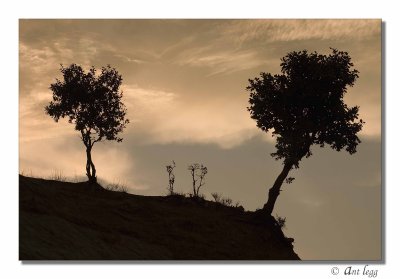 2 trees on a hill
