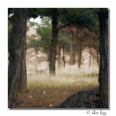 a forest