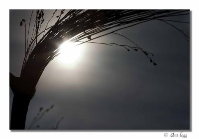 wheat silhoutte