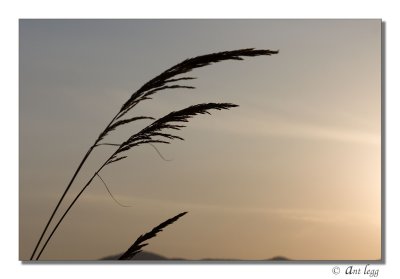 in the wind