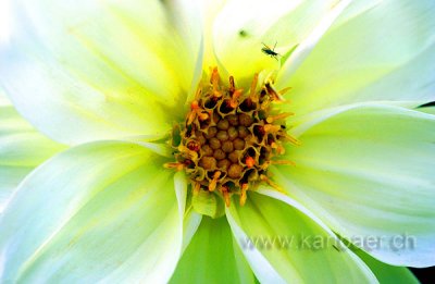 Blume / Flower (4909)