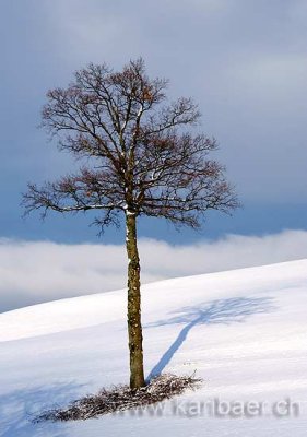 Baum im Winter (0066)
