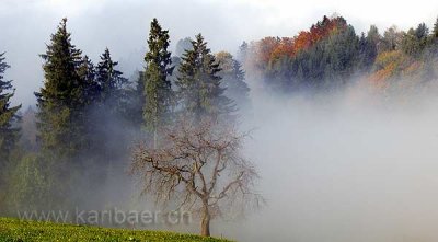 Nebel / Fog (6989)
