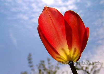 Tulpe / Tulip (06761)