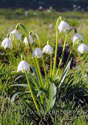 Schneegloecklein (0855)