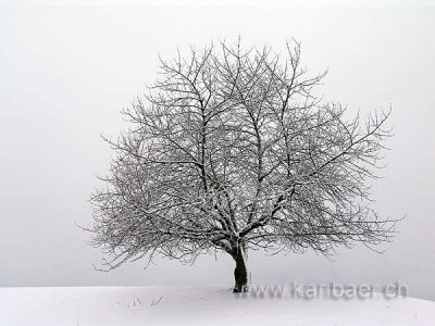 Tree / Baum (04678)