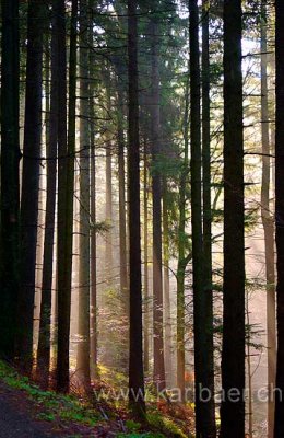 Wald / Forest (7784)