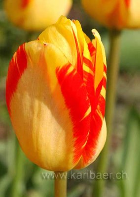 Tulpen / Tulips (0669)