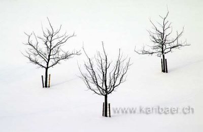 Baeume im Schnee / Trees in Snow (06047)