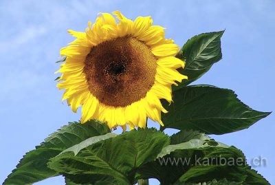 Sonnenblume (03015)
