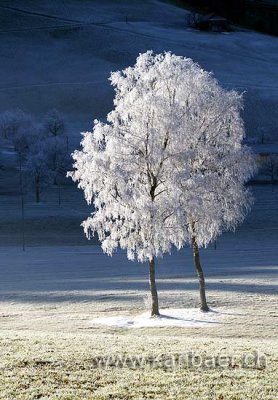 Morgen nach frostiger Nacht (6321)